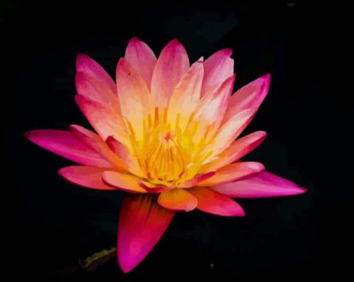 Pink Lily Flower paint by number
