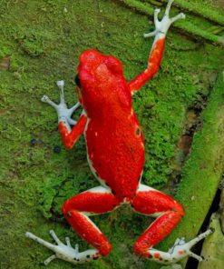 Poison Dart Frog paint by numbers