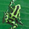 Poison Dart Frog paint by numbers