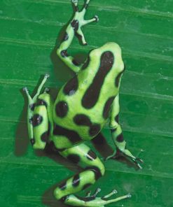 Poison Dart Frog paint by numbers
