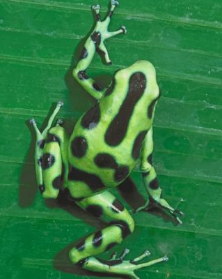 Poison Dart Frog paint by numbers