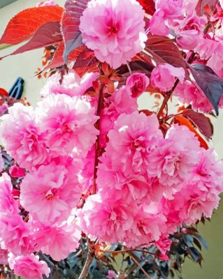 cherry tree pink painting by numbers