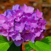 Purple hydrangea paint by number