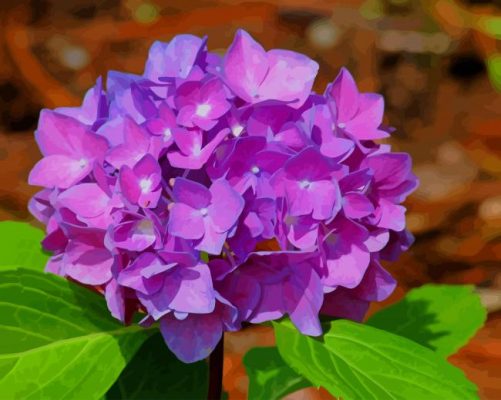 Purple hydrangea paint by number