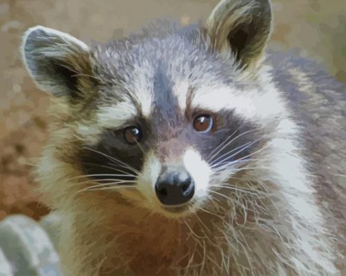 Raccoon Animal paint by numbers