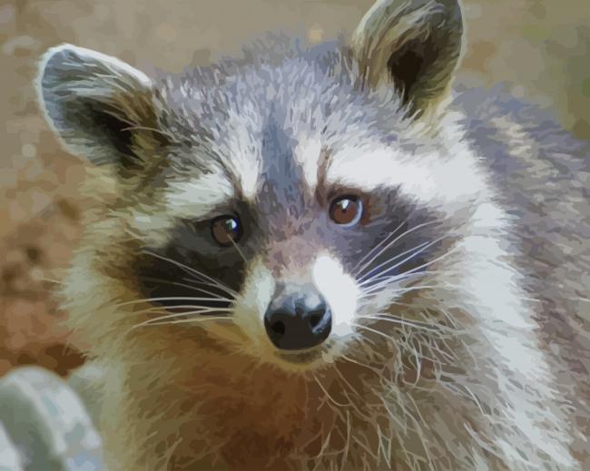 Raccoon Animal paint by numbers