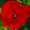 Red Poppy paint by numbers