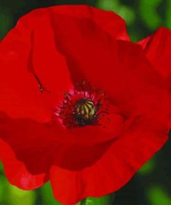 Red Poppy paint by numbers