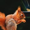 Red Squirrel paint by number