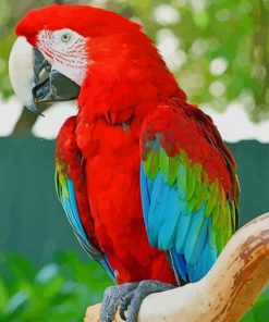 Red and Green Macaw paint by numbers