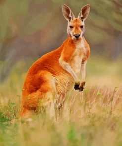 Red kangaroo Animal paint by numbers