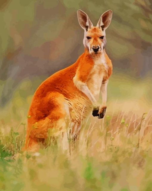 Red kangaroo Animal paint by numbers