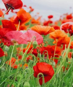 Red Orange Pink Flowers paint by numbers