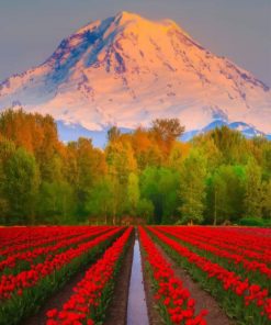 Red Tulips Field paint by numbers