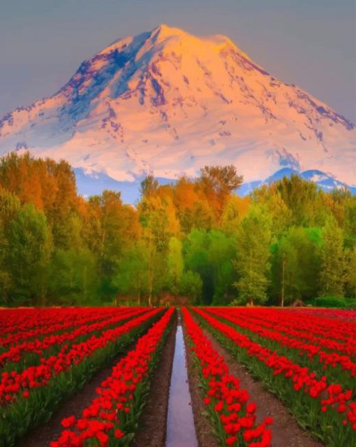 Red Tulips Field paint by numbers