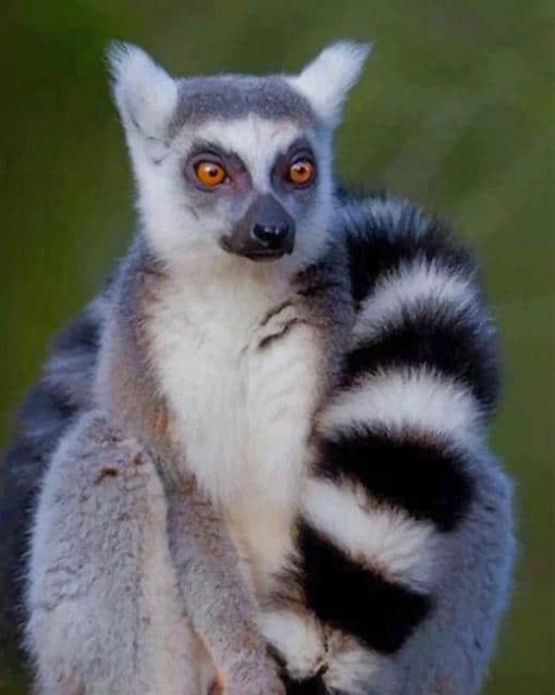 Ring Tailed Lemur Animal paint by numbers