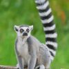 Ring Tailed Lemur Animal paint by numbers paint by numbers