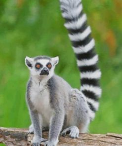 Ring Tailed Lemur Animal paint by numbers paint by numbers