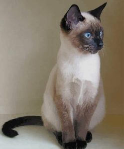 Siamese Cat paint by numbers