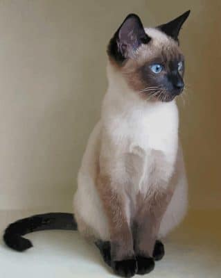 Siamese Cat paint by numbers