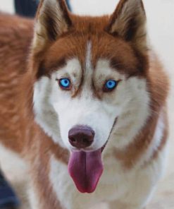 Siberian Husky paint by numbers