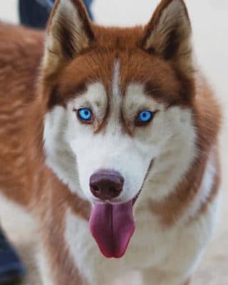 Siberian Husky paint by numbers