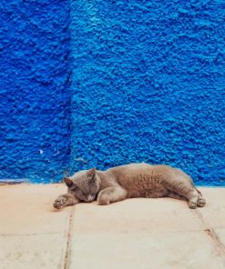 Sleeping cat in street paint by numbers