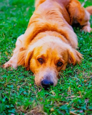 Sleepy Dog paint by numbers