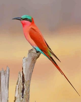 Southern Carmine Bee Eater paint by numbers