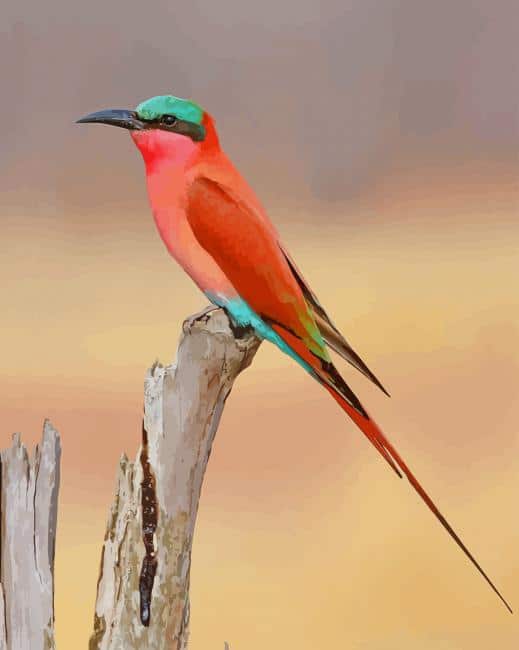 Southern Carmine Bee Eater paint by numbers