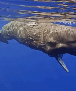 Sperm Whale paint by numbers