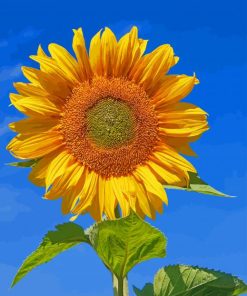 Sunflower Blue Sky paint by numbers