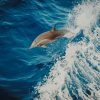 Swimming Dolphin paint by numbers