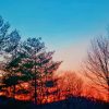 Tamarack Trees Silhouette paint by numbers
