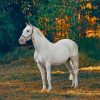 White Horse paint by numbers