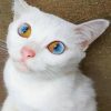 White Cat With Blue And Yellow Eyes paint by numbers