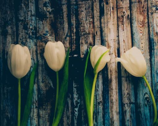 White Peonies paint by number