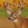 White-tailed-deer paint by numbers paint by numbers