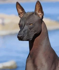 Xoloitzcuintle Dog paint by numbers