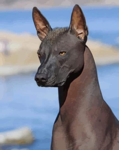 Xoloitzcuintle Dog paint by numbers