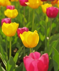 Yellow An Pink Tulips paint by numbers