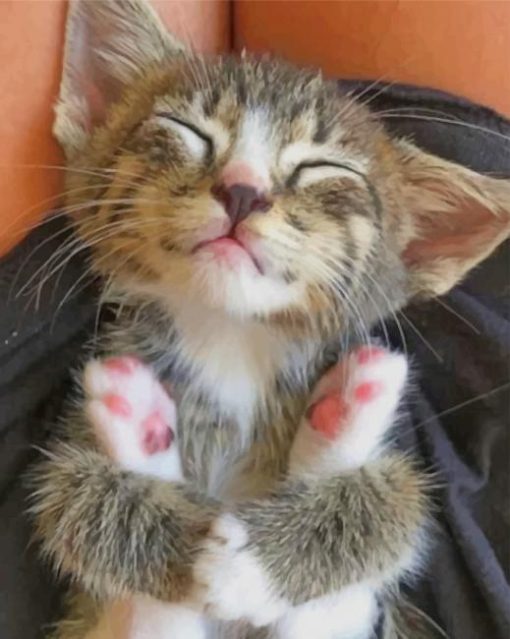 Adorable Cat paint by numbers