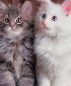 Adorable kittens paint by numbers