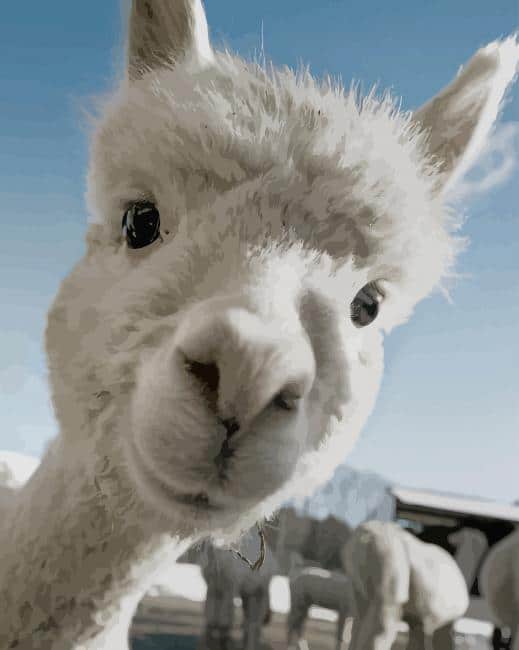 Adorable Llama paint by numbers