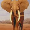 African Elephant paint by numbers