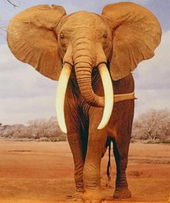 African Elephant paint by numbers