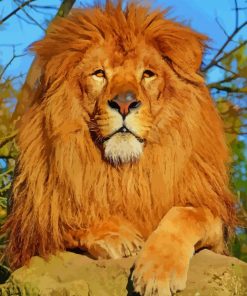 African Lion paint by numbers