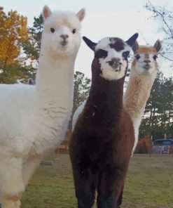 Alpaca And Llama paint by numbers