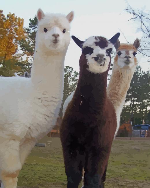 Alpaca And Llama paint by numbers