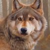 American Timber Wolf paint by numbers